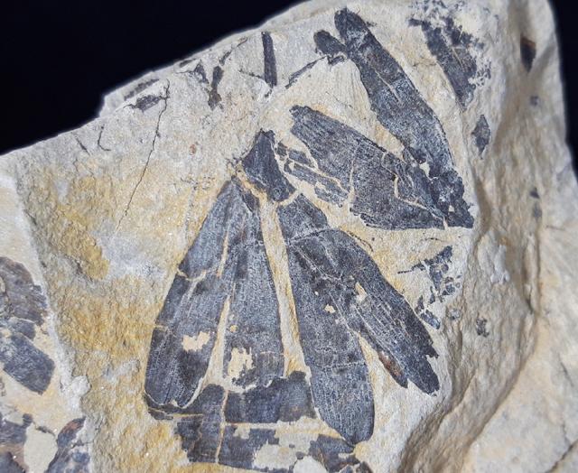 Ginkgo huttoni (STERNBERG in HEER 1876) - Bild &copy; FossNet FossilienStore